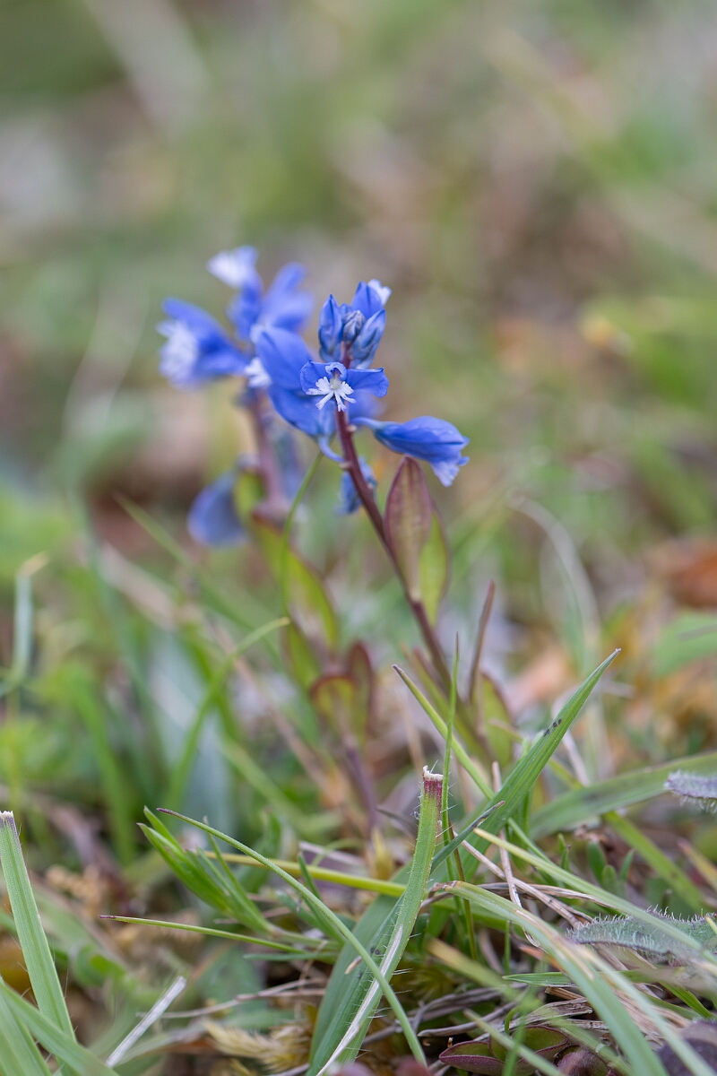 David Plant Photography - Wildlife Photography - Chalk milkwort - D.jpg - Chalk milkwort, Polygala calcarea, plant - Oxfordshire