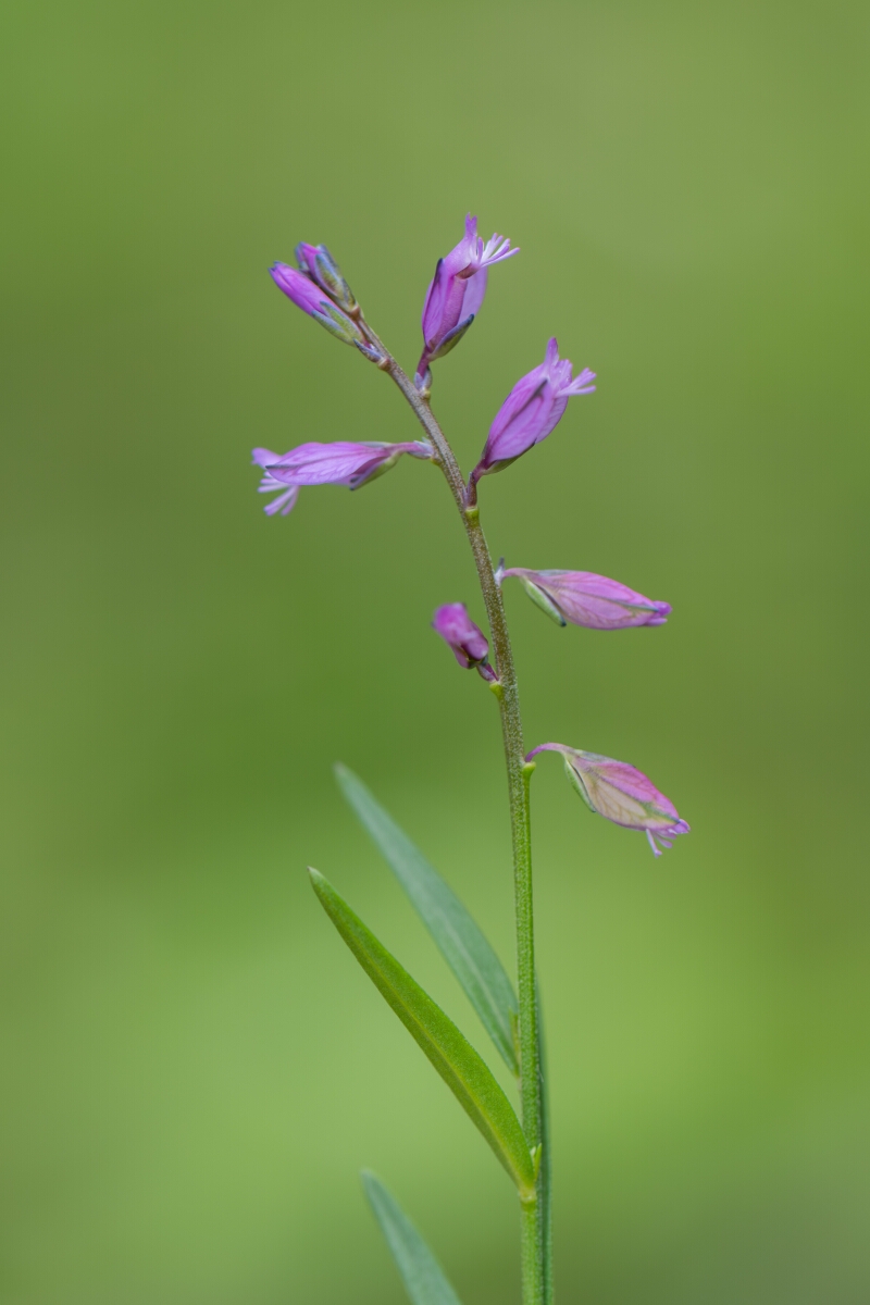 David Plant Photography - Wildlife Photography - Common milkwort - F.jpg - Common milkwort, Polygala vulgaris - Avon