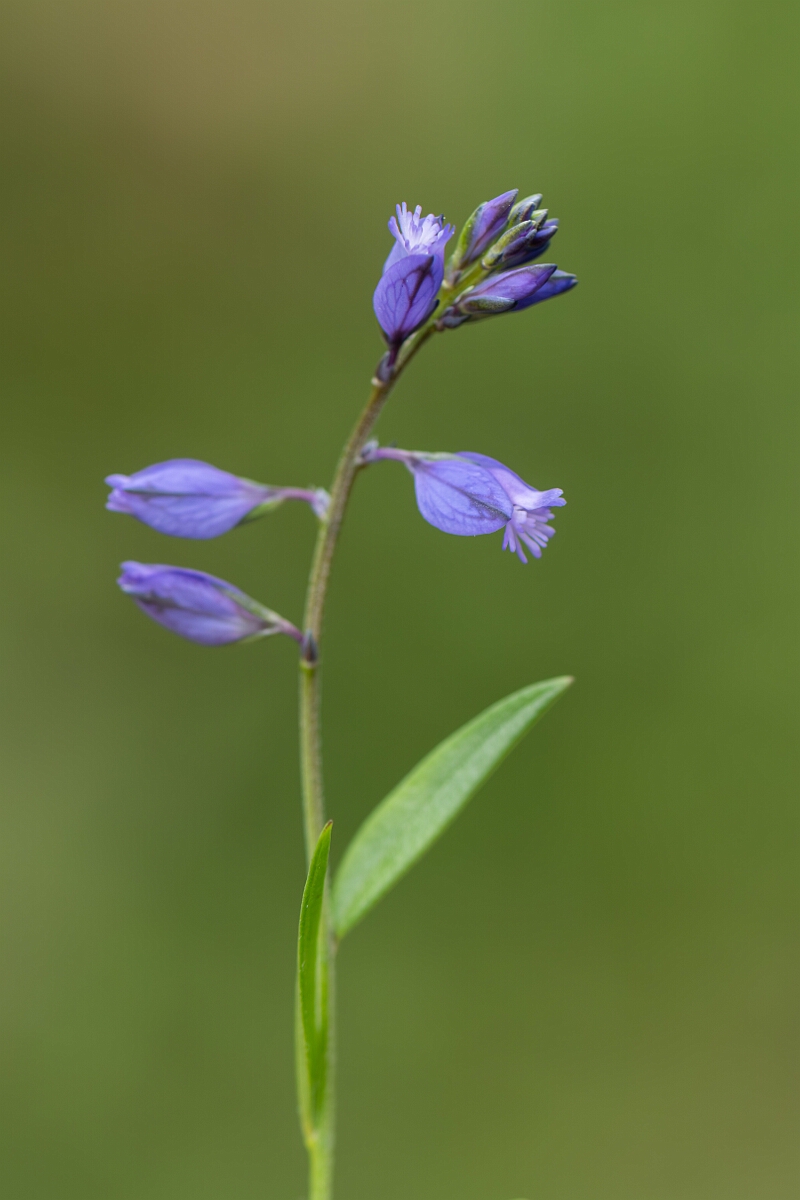 David Plant Photography - Wildlife Photography - Common milkwort - G.jpg - Common milkwort, Polygala vulgaris - Avon