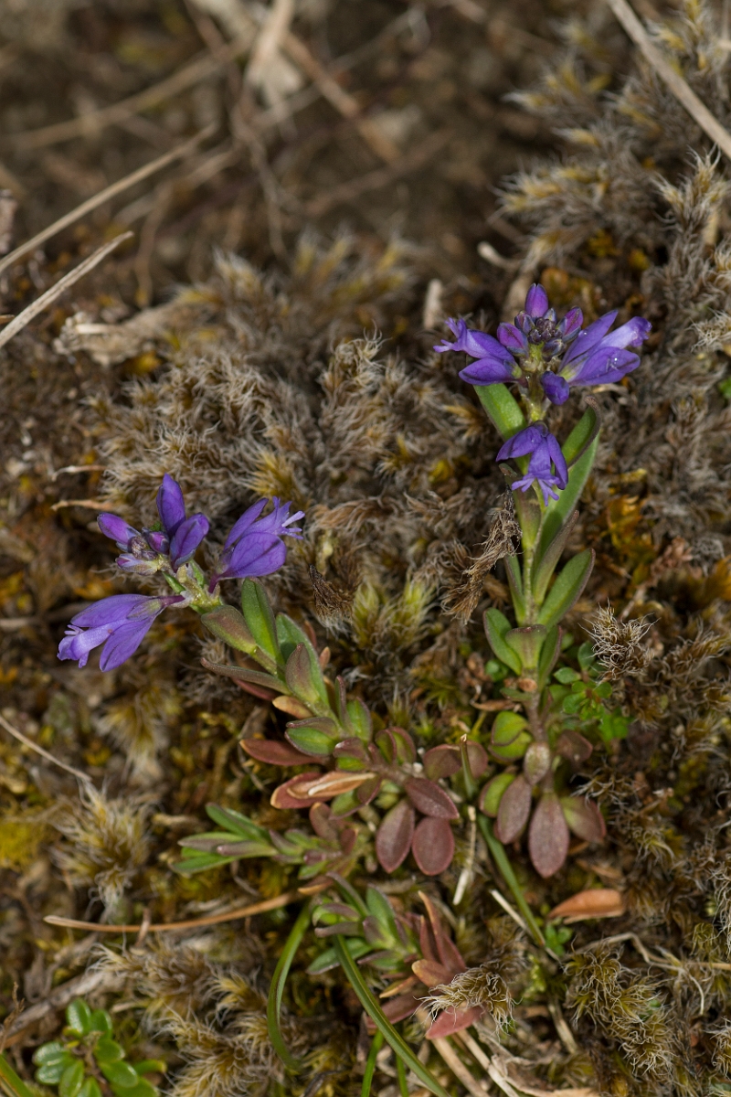 David Plant Photography - Wildlife Photography - Dwarf milkwort - A.jpg - Dwarf milkwort - County Durham