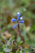 David Plant Photography - Wildlife Photography - Chalk milkwort - A