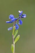 David Plant Photography - Wildlife Photography - Chalk milkwort - B