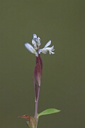 David Plant Photography - Wildlife Photography - Chalk milkwort - C
