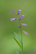 David Plant Photography - Wildlife Photography - Common milkwort - F