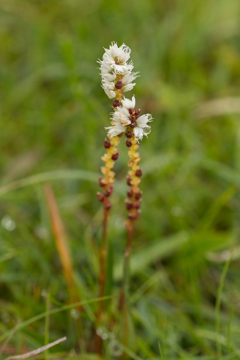 David Plant Photography - Wildlife Photography - Alpine bistort - D.jpg - Alpine bistort - Sutherland
