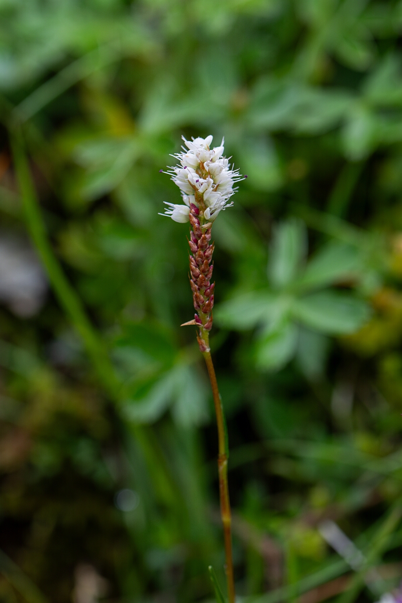 David Plant Photography - Wildlife Photography - Alpine bistort - E.jpg - Alpine bistort - Perthshire