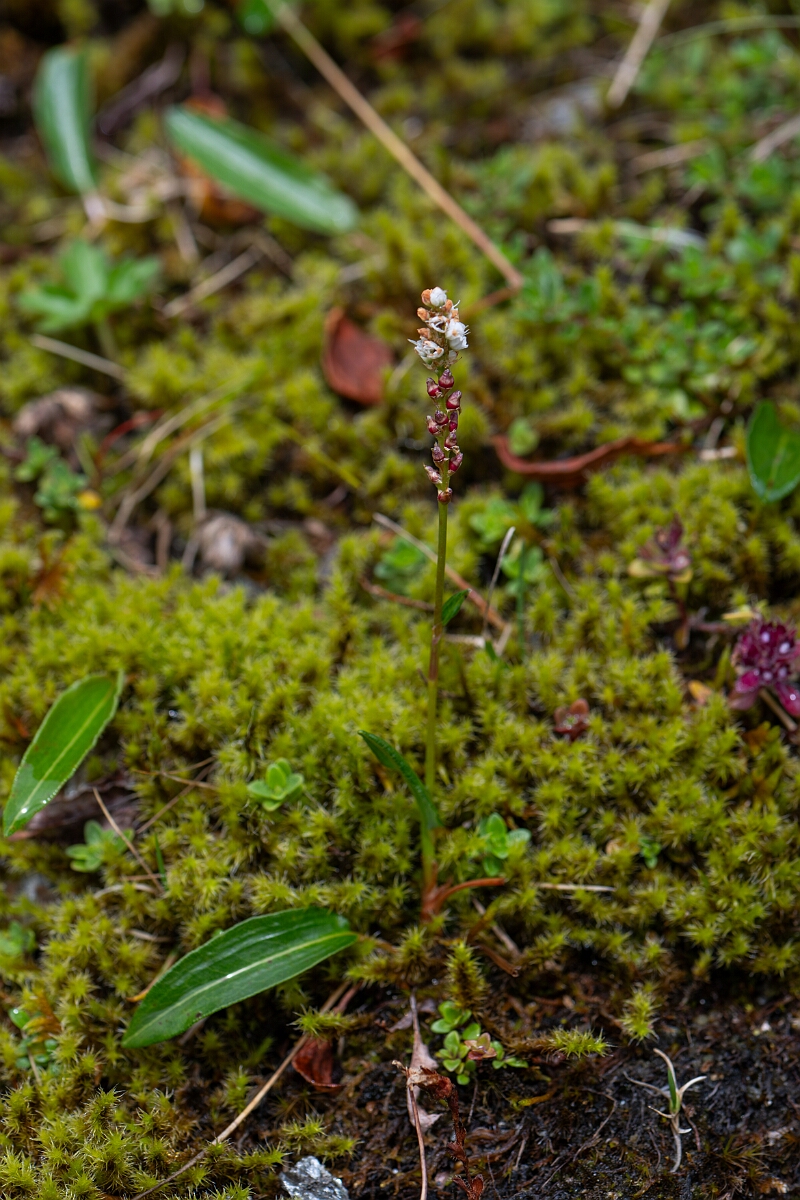 David Plant Photography - Wildlife Photography - Alpine bistort - F.jpg - Alpine bistort - Perthshire