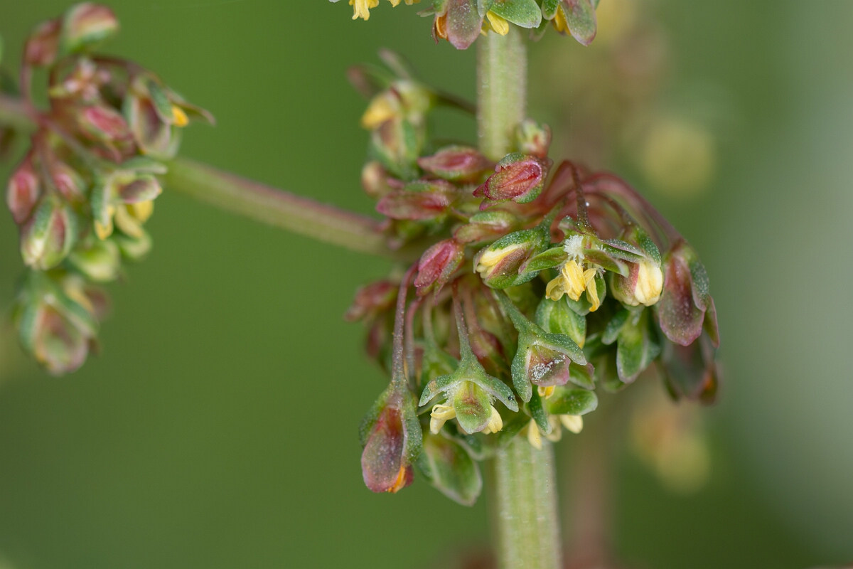 David Plant Photography - Wildlife Photography - Broad-leaved dock - D.jpg - Broad-leaved dock, flower - Somerset