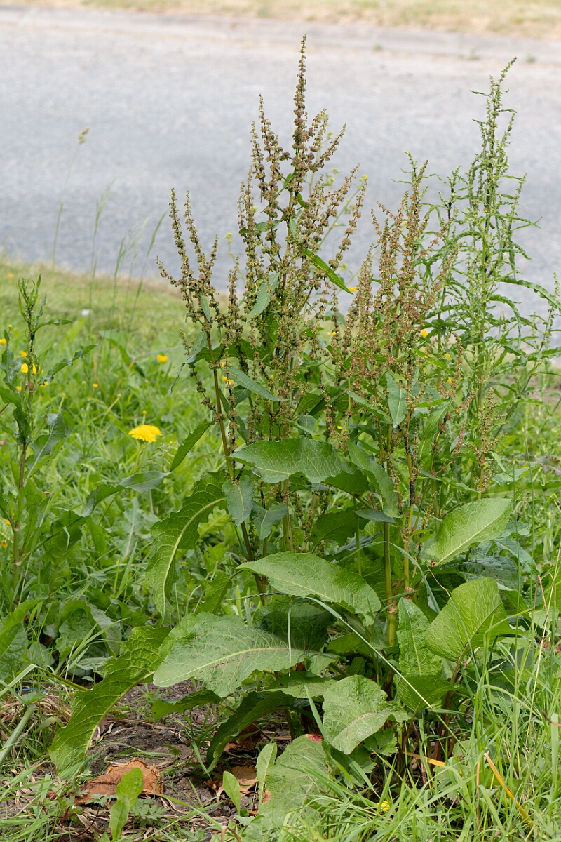 David Plant Photography - Wildlife Photography - Broad-leaved dock - E.jpg - Broad-leaved dock, plant - Somerset
