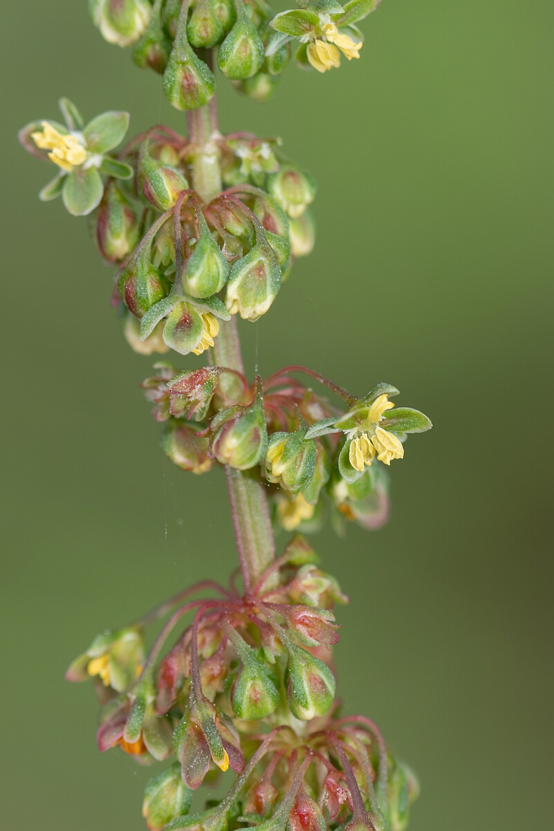David Plant Photography - Wildlife Photography - Broad-leaved dock - F.jpg - Broad-leaved dock, flower - Somerset