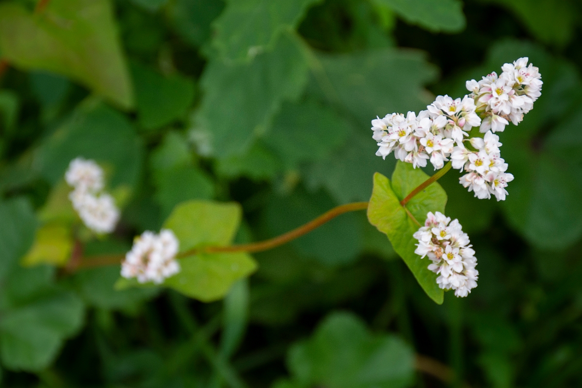 David Plant Photography - Wildlife Photography - Buckwheat - A.jpg - Buckwheat - Leicestershire