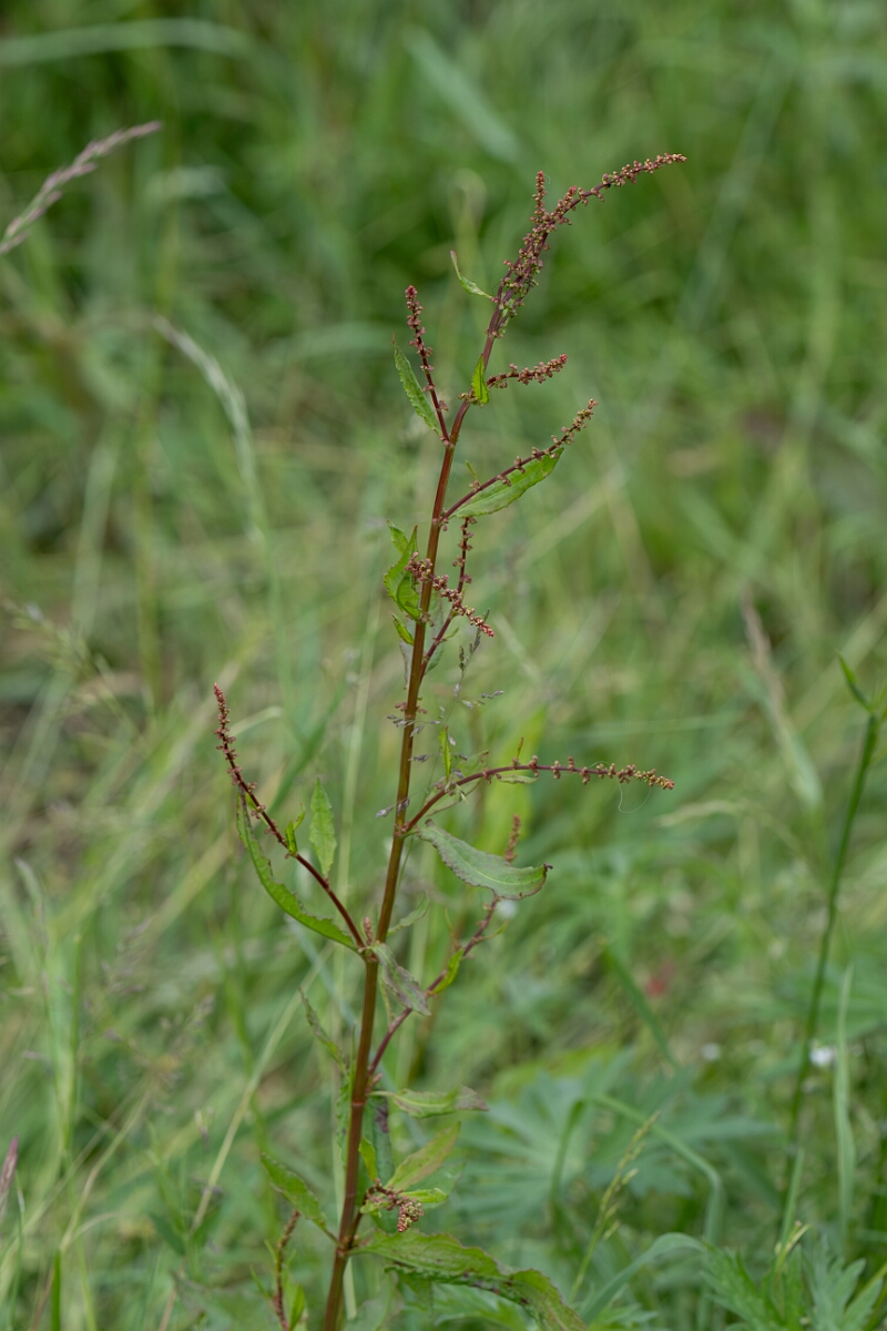 David Plant Photography - Wildlife Photography - Clustered dock - A.jpg - Clustered dock, Rumex conglomeratus - Gloucestershire