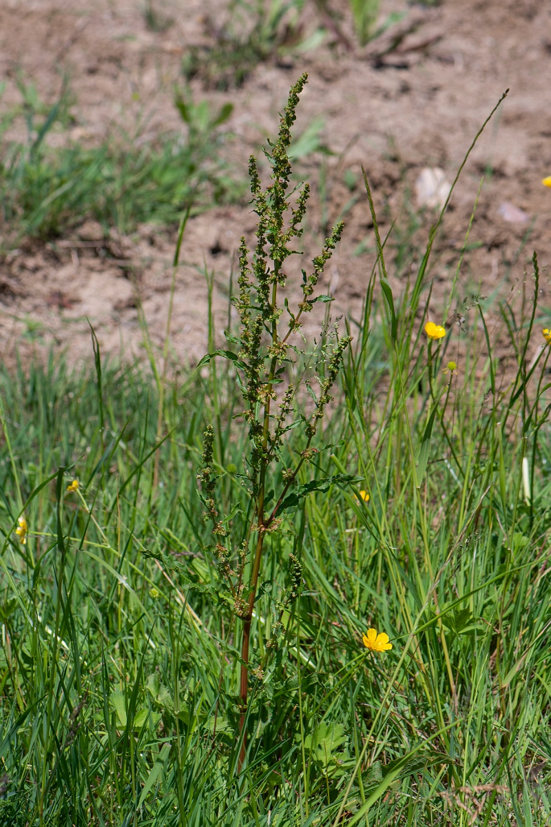 David Plant Photography - Wildlife Photography - Curled dock - C.JPG - Curled dock - Somerset