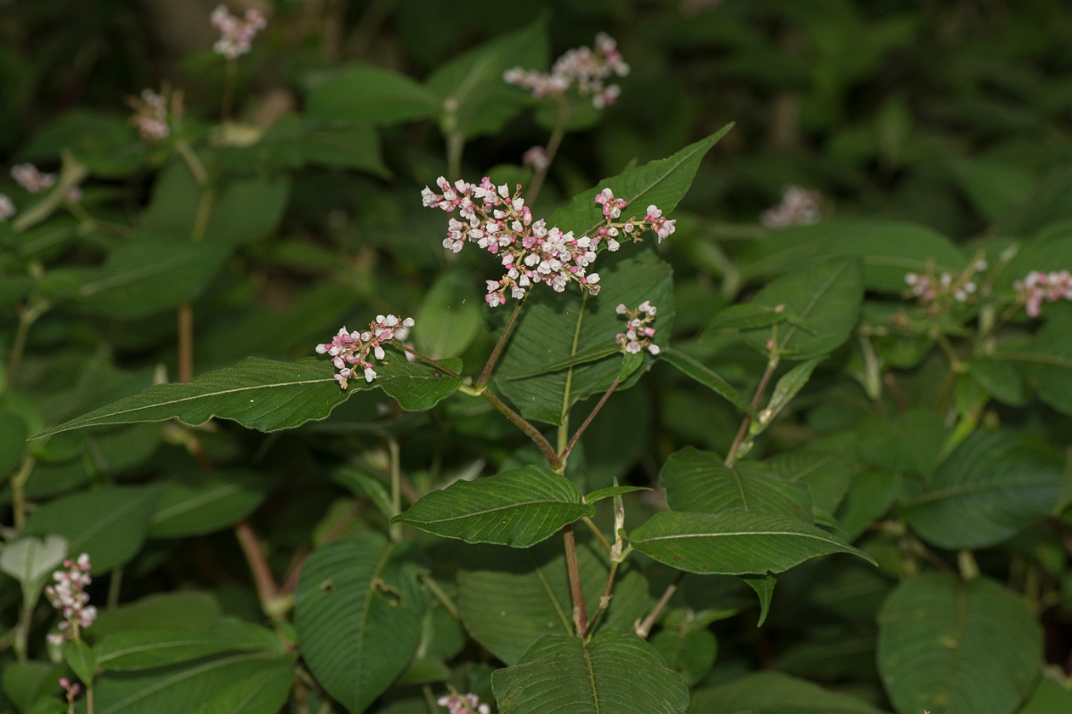David Plant Photography - Wildlife Photography - Himalayan knotweed - C.jpg - Himalayan knotweed - Londonderry