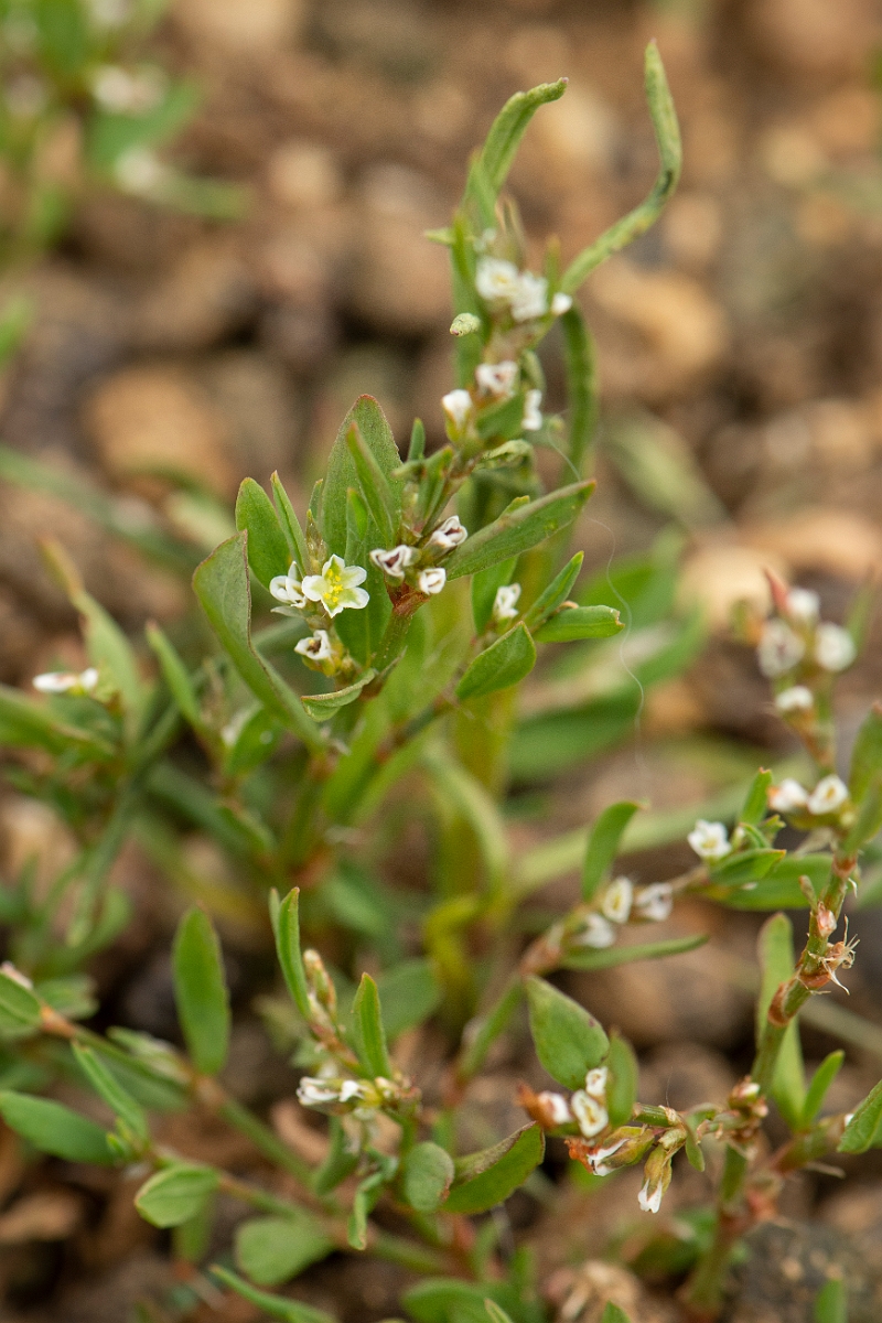 David Plant Photography - Wildlife Photography - Knotgrass - B.jpg - Knotgrass - Kent