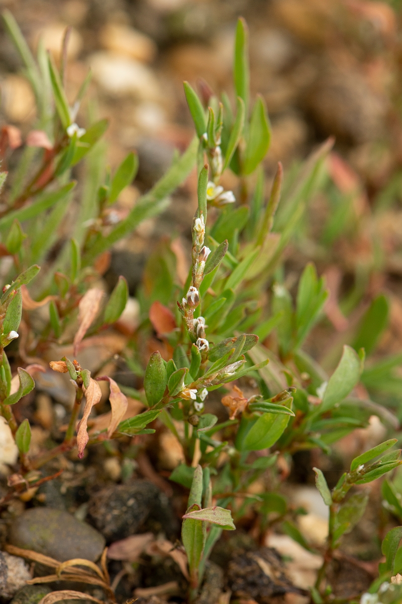 David Plant Photography - Wildlife Photography - Knotgrass - C.jpg - Knotgrass - Kent