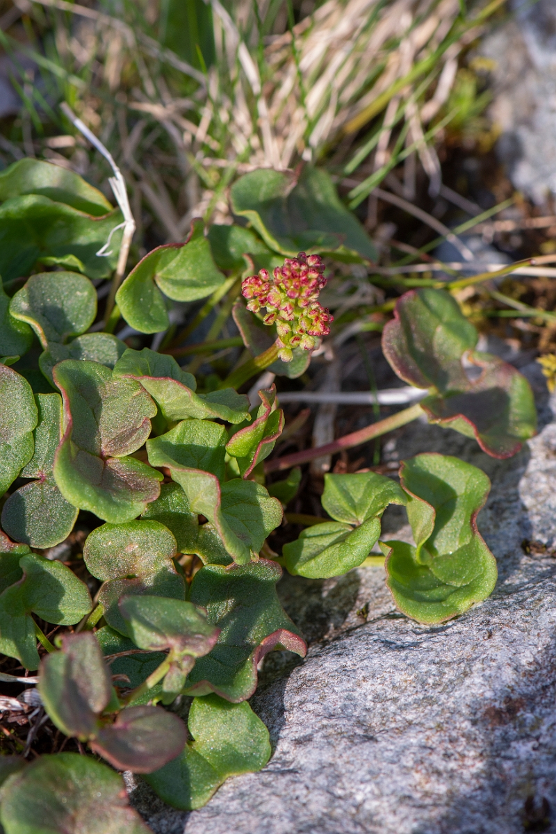 David Plant Photography - Wildlife Photography - Mountain sorrel - E.JPG - Mountain sorrel - Perthshire