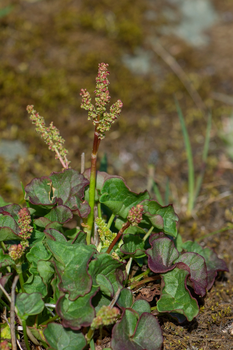 David Plant Photography - Wildlife Photography - Mountain sorrel - F.JPG - Mountain sorrel - Perthshire