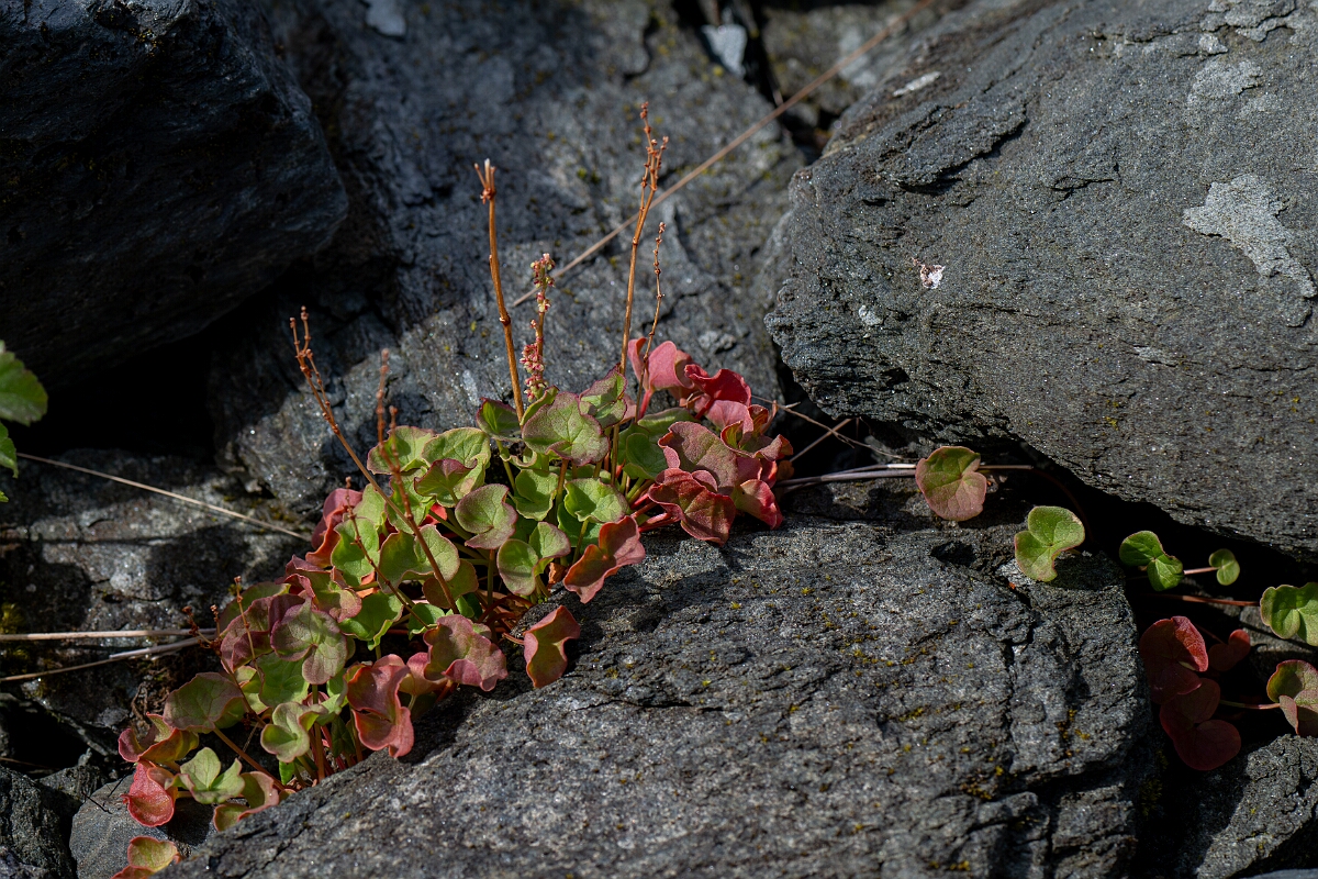 David Plant Photography - Wildlife Photography - Mountain sorrel - I.jpg - Mountain sorrel - Perthshire