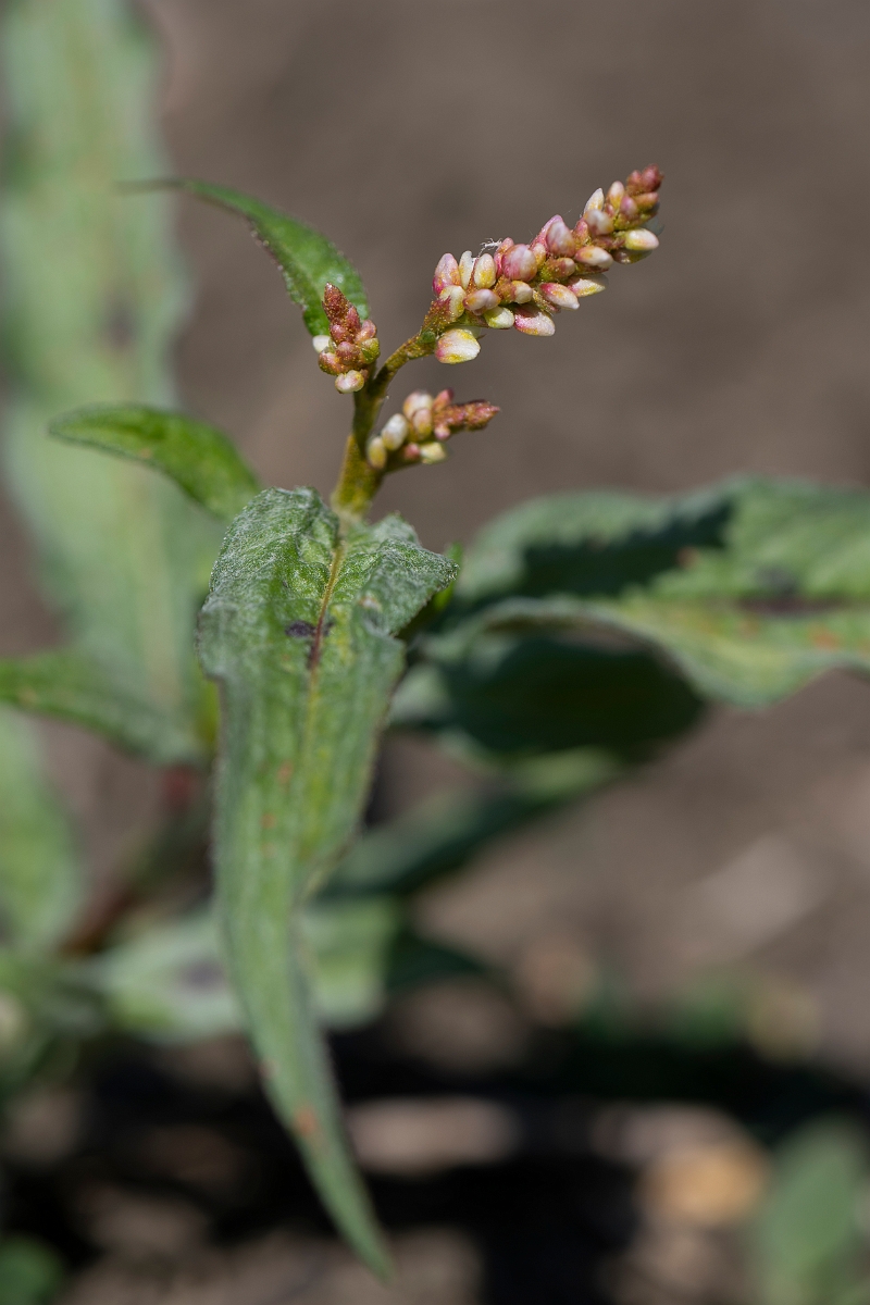 David Plant Photography - Wildlife Photography - Pale persicaria - B.JPG - Pale persicaria - Lincolnshire