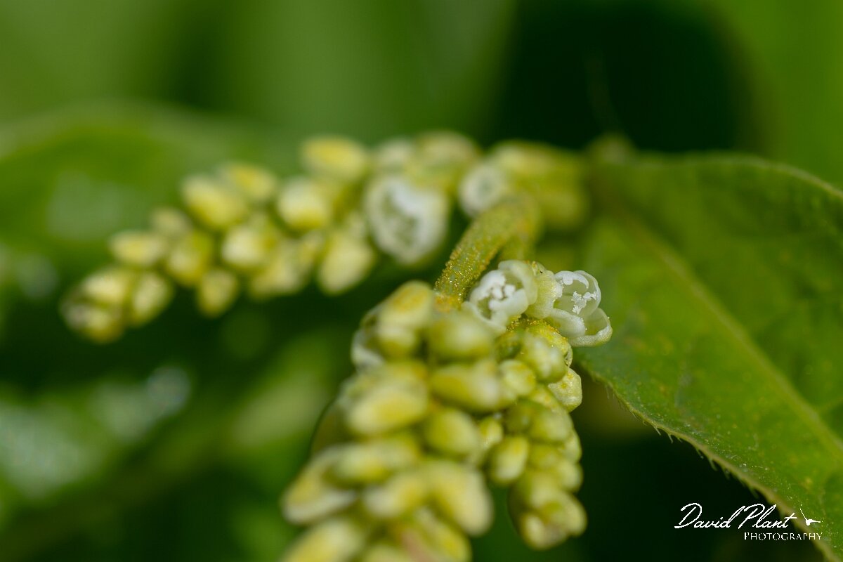 David Plant Photography - Wildlife Photography - Pale persicaria - F.jpg - Pale persicaria, Persicaria lapathifolia - Gloucestershire