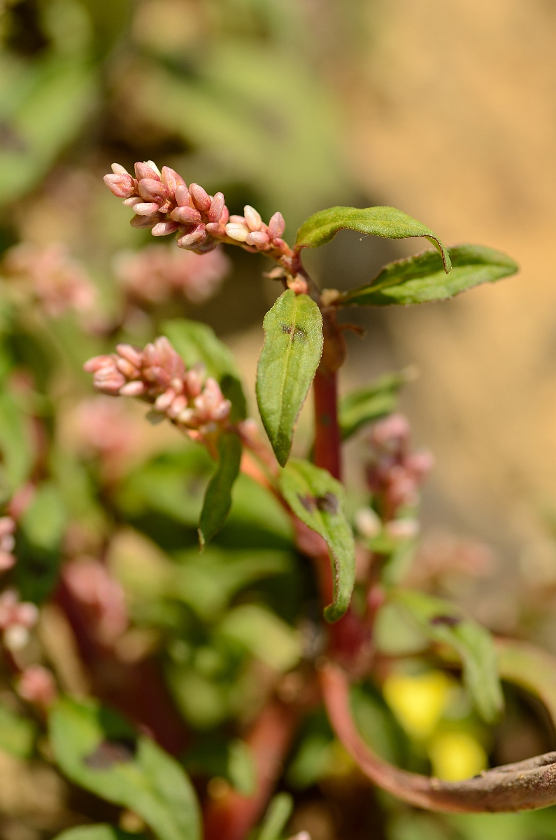David Plant Photography - Wildlife Photography - Redshank - A.jpg - Redshank flowers - Cambridgeshire