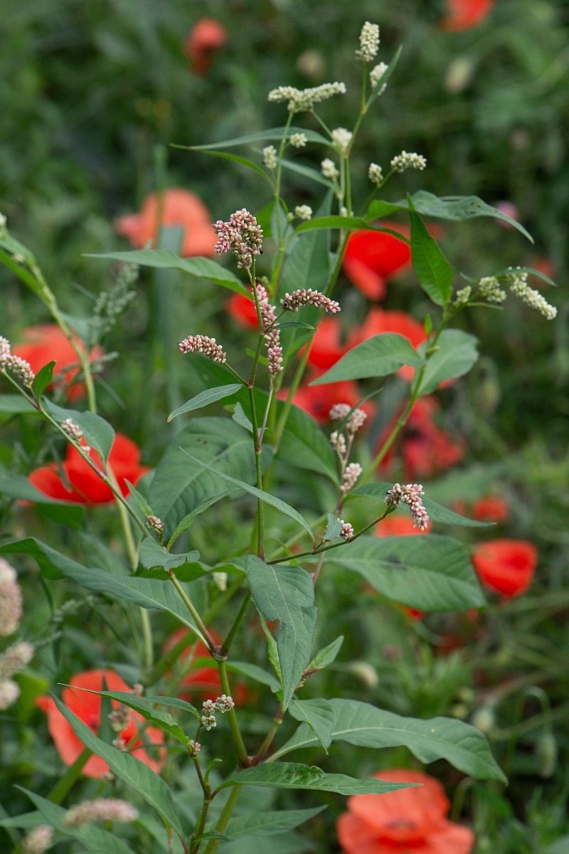 David Plant Photography - Wildlife Photography - Redshank - B.JPG - Redshank - Cambridgeshire