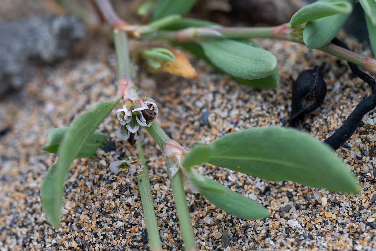 David Plant Photography - Wildlife Photography - Sea knotgrass - E.jpg - Sea knotgrass - Cornwall