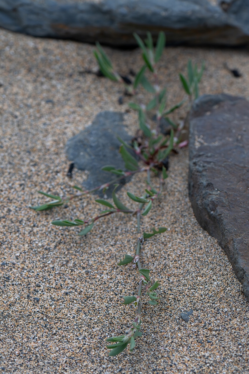 David Plant Photography - Wildlife Photography - Sea knotgrass - F.jpg - Sea knotgrass - Cornwall