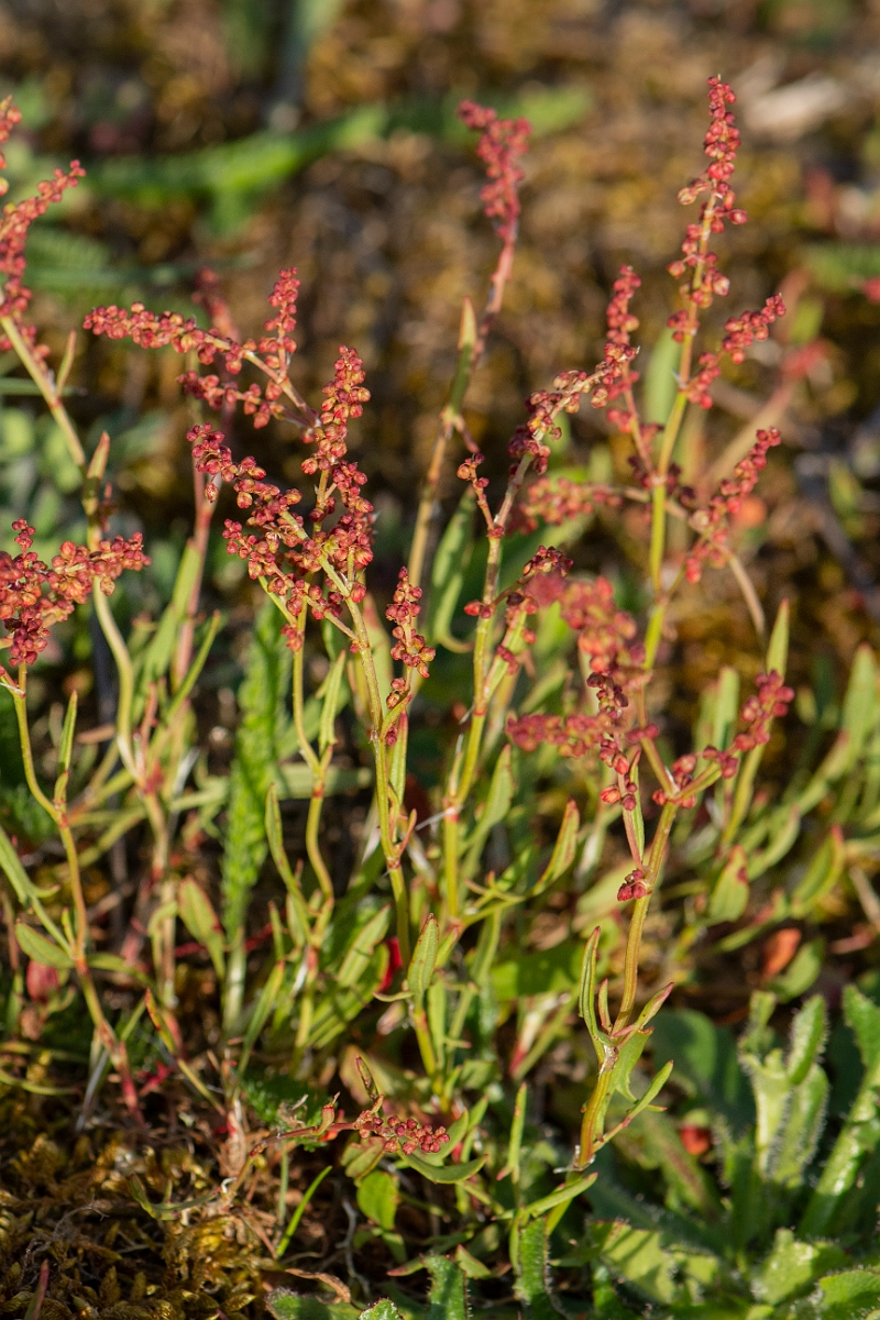 David Plant Photography - Wildlife Photography - Sheep's sorrel - B.JPG - Sheep's sorrel - Suffolk