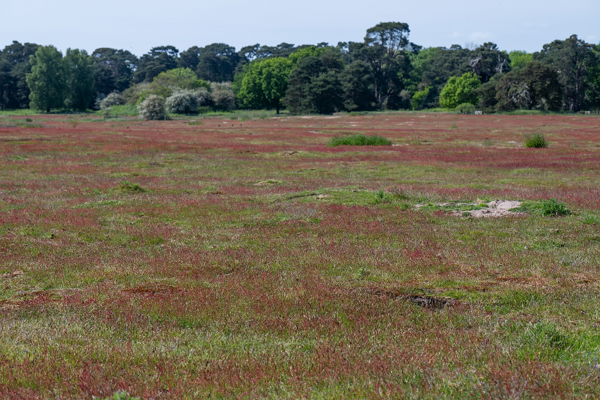 David Plant Photography - Wildlife Photography - Sheep's sorrel - E.jpg - Sheep's sorrel - Norfolk