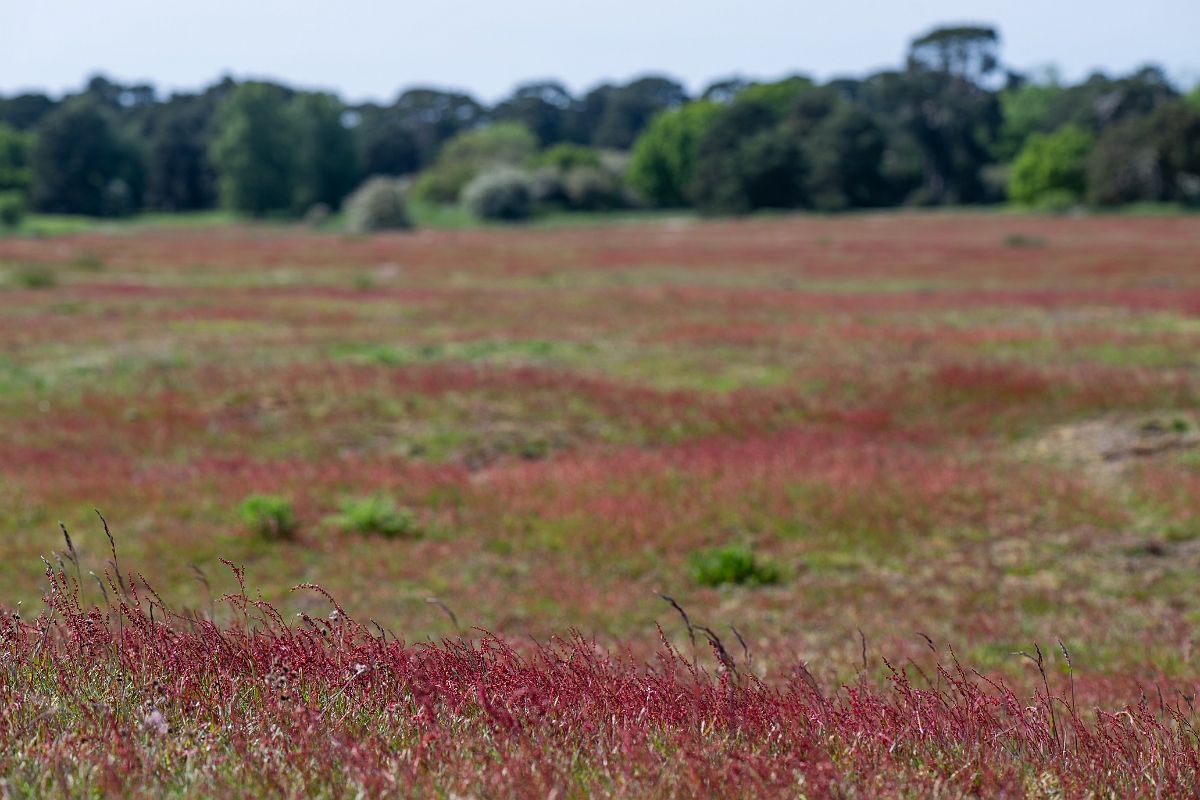 David Plant Photography - Wildlife Photography - Sheep's sorrel - G.jpg - Sheep's sorrel - Norfolk