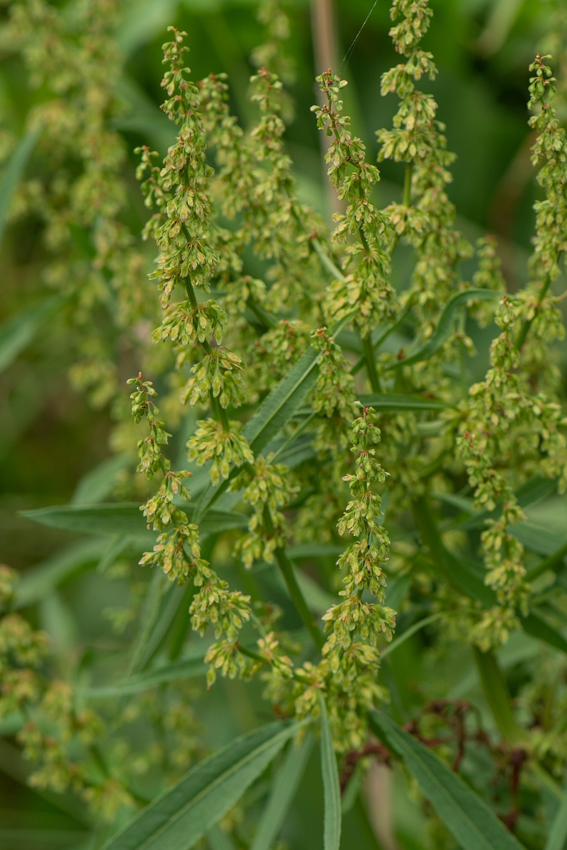 David Plant Photography - Wildlife Photography - Water dock - D.JPG - Water dock - Cambridgeshire