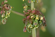 David Plant Photography - Wildlife Photography - Broad-leaved dock - D