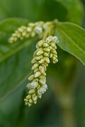 David Plant Photography - Wildlife Photography - Pale persicaria - E