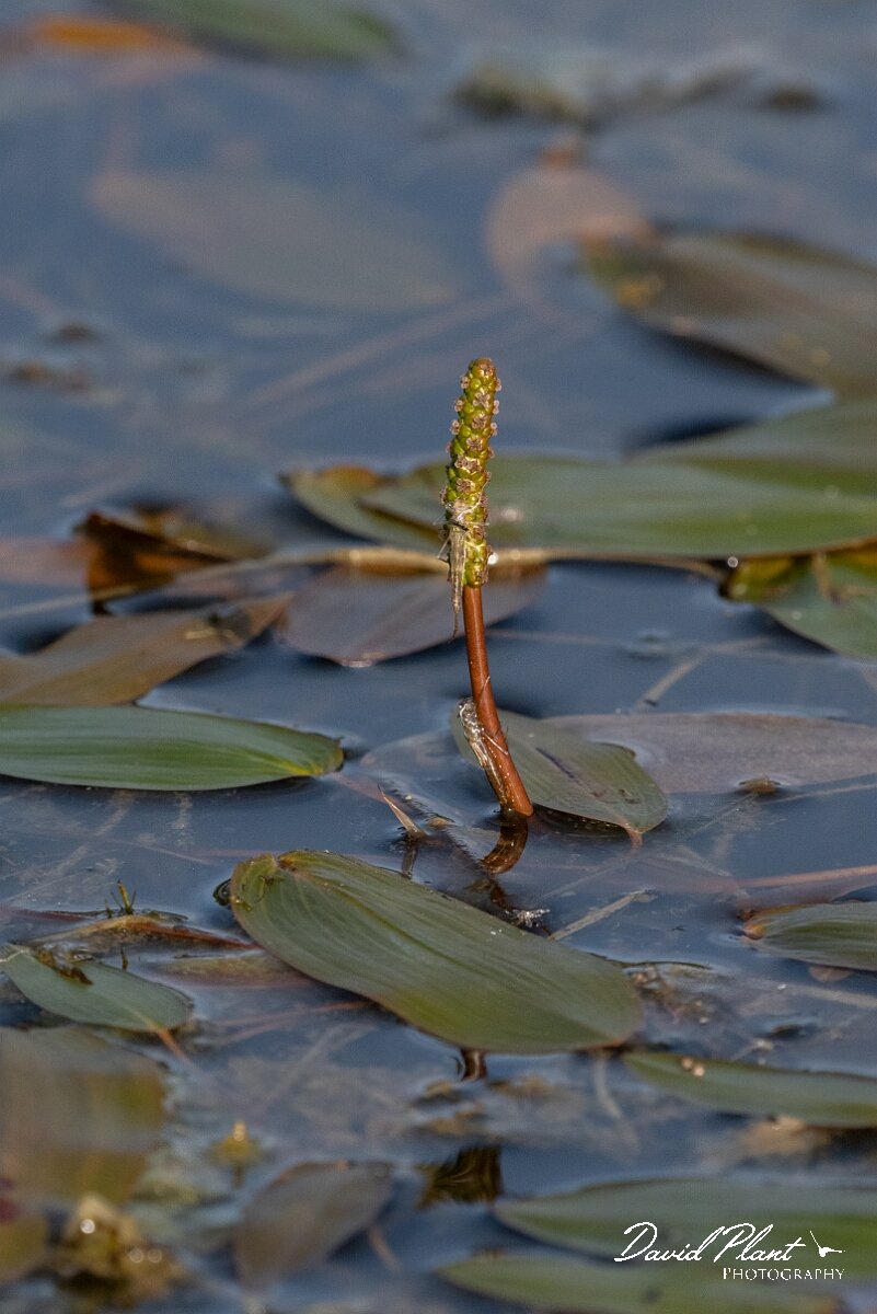 David Plant Photography - Wildlife Photography - Broad-leaved pondweed - A.jpg - Broad-leaved pondweed, Potamogeton natans - Dorset