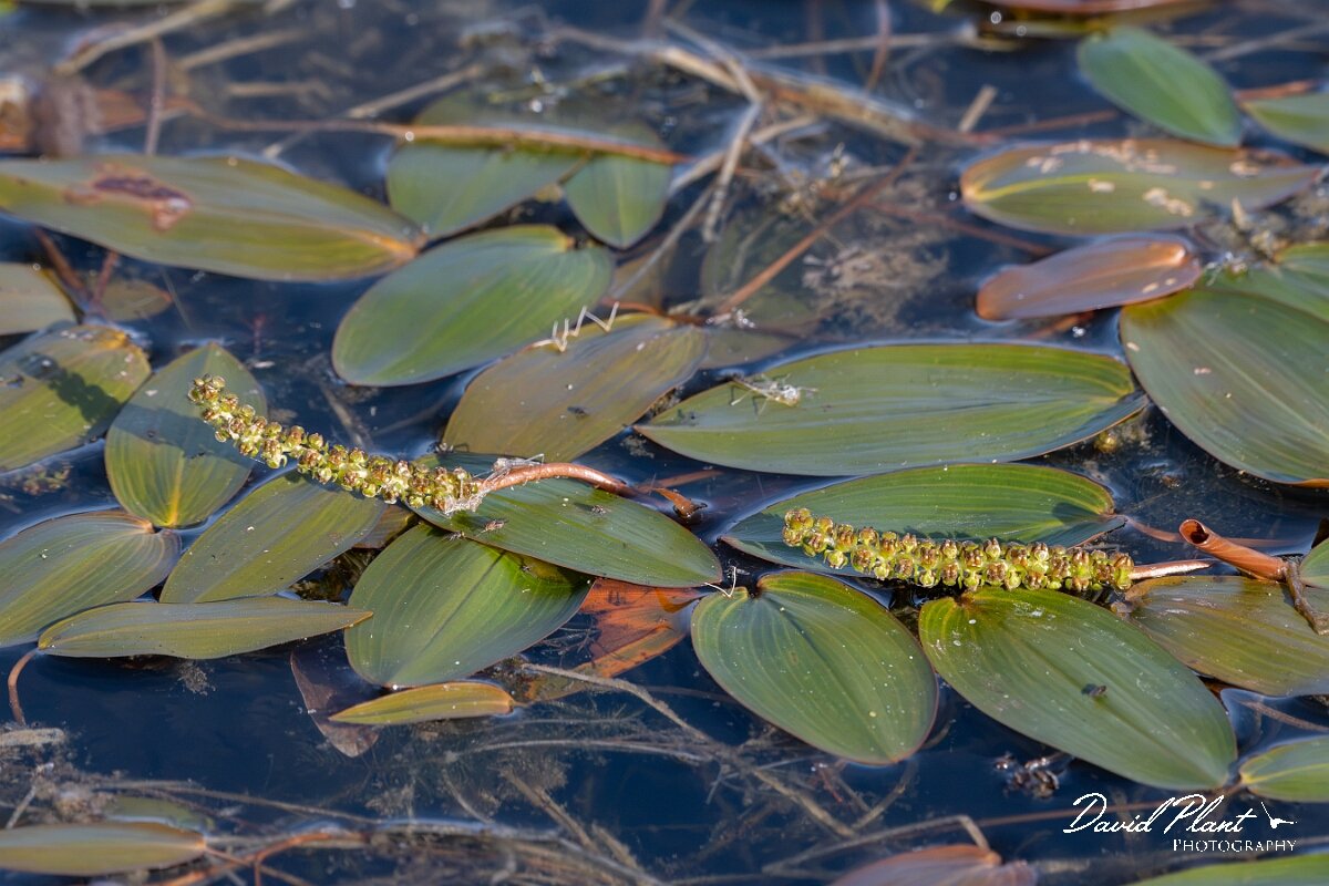 David Plant Photography - Wildlife Photography - Broad-leaved pondweed - C.jpg - Broad-leaved pondweed, Potamogeton natans - Dorset