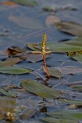 David Plant Photography - Wildlife Photography - Broad-leaved pondweed - A