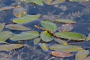 David Plant Photography - Wildlife Photography - Broad-leaved pondweed - B