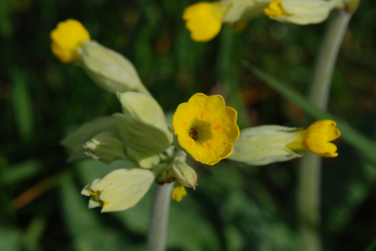 David Plant Photography - Wildlife Photographer - Cowslip - A.JPG - Cowslip - Cotswolds