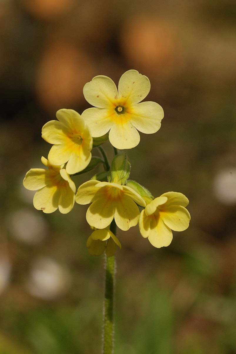 David Plant Photography - Wildlife Photographer - Oxlip flowers - B.jpg - Oxlip flowers - Cambridgeshire