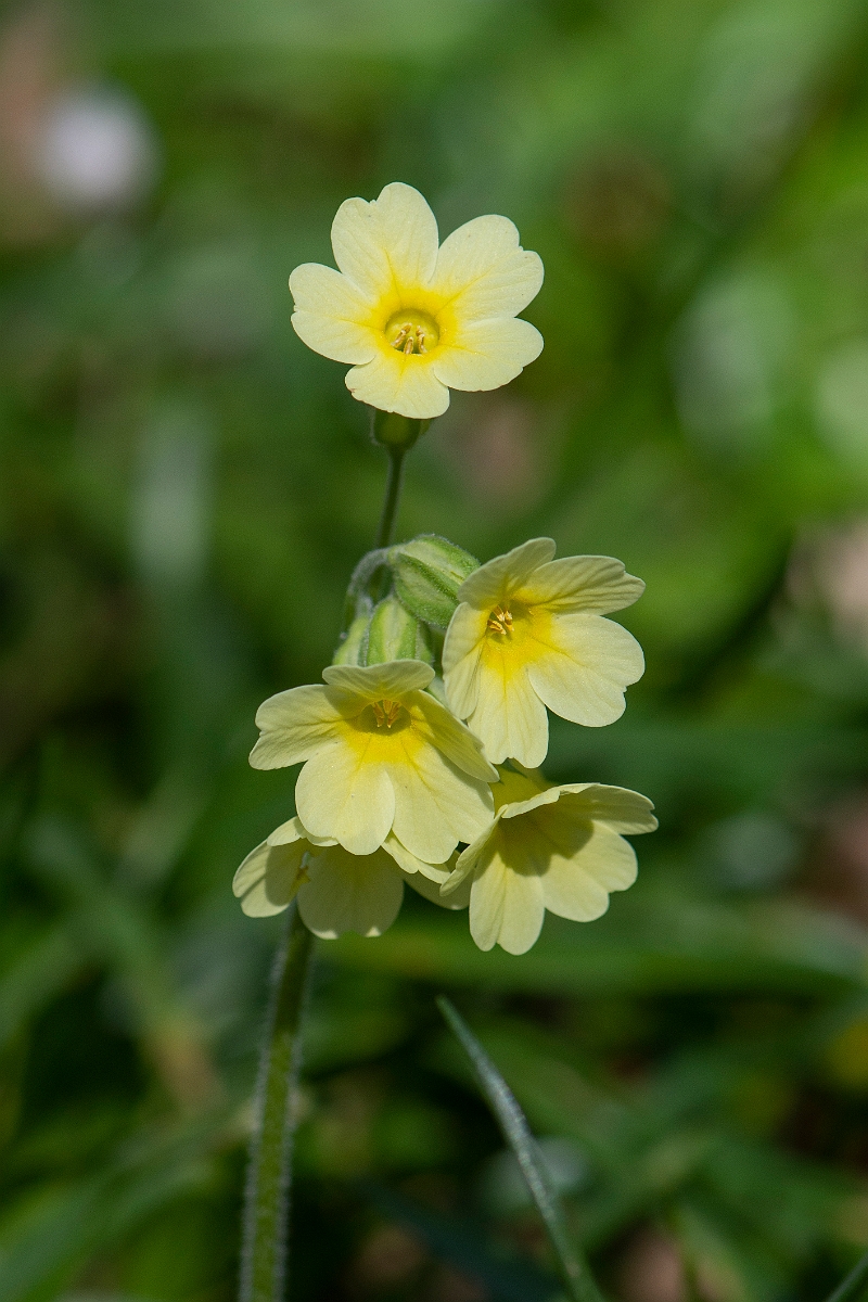 David Plant Photography - Wildlife Photographer - Oxlip plant - G.JPG - Oxlip flowers - Cambridgeshire