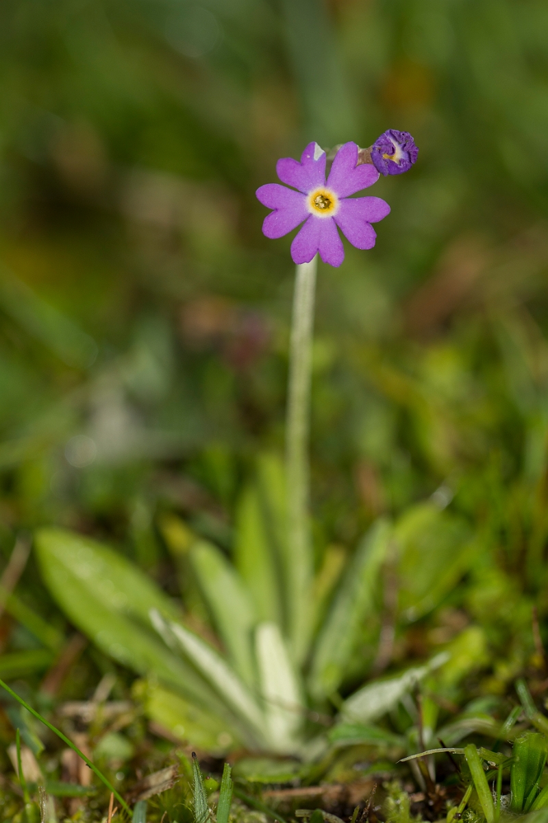 David Plant Photography - Wildlife Photographer - Scottish primrose - B.jpg - Scottish primrose - Caithness