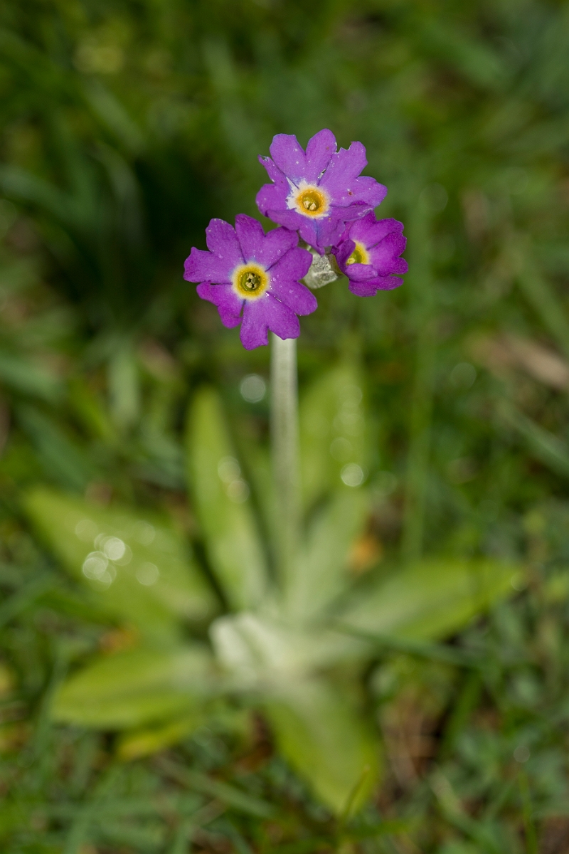 David Plant Photography - Wildlife Photographer - Scottish primrose - C.jpg - Scottish primrose - Caithness