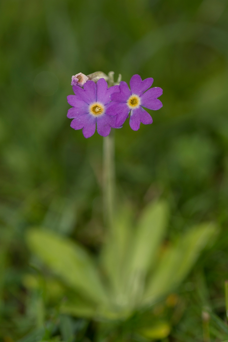 David Plant Photography - Wildlife Photographer - Scottish primrose - E.jpg - Scottish primrose - Caithness