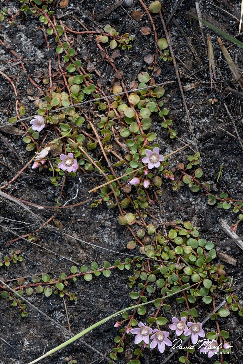 David Plant Photography - Wildlife Photography - Bog pimpernel - C.jpg - Bog pimpernel, Lysimachia tenella - Dorset