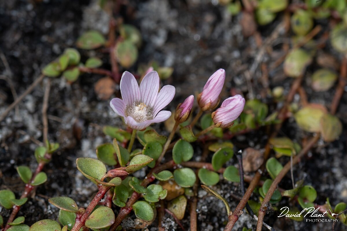 David Plant Photography - Wildlife Photography - Bog pimpernel - D.jpg - Bog pimpernel, Lysimachia tenella - Dorset