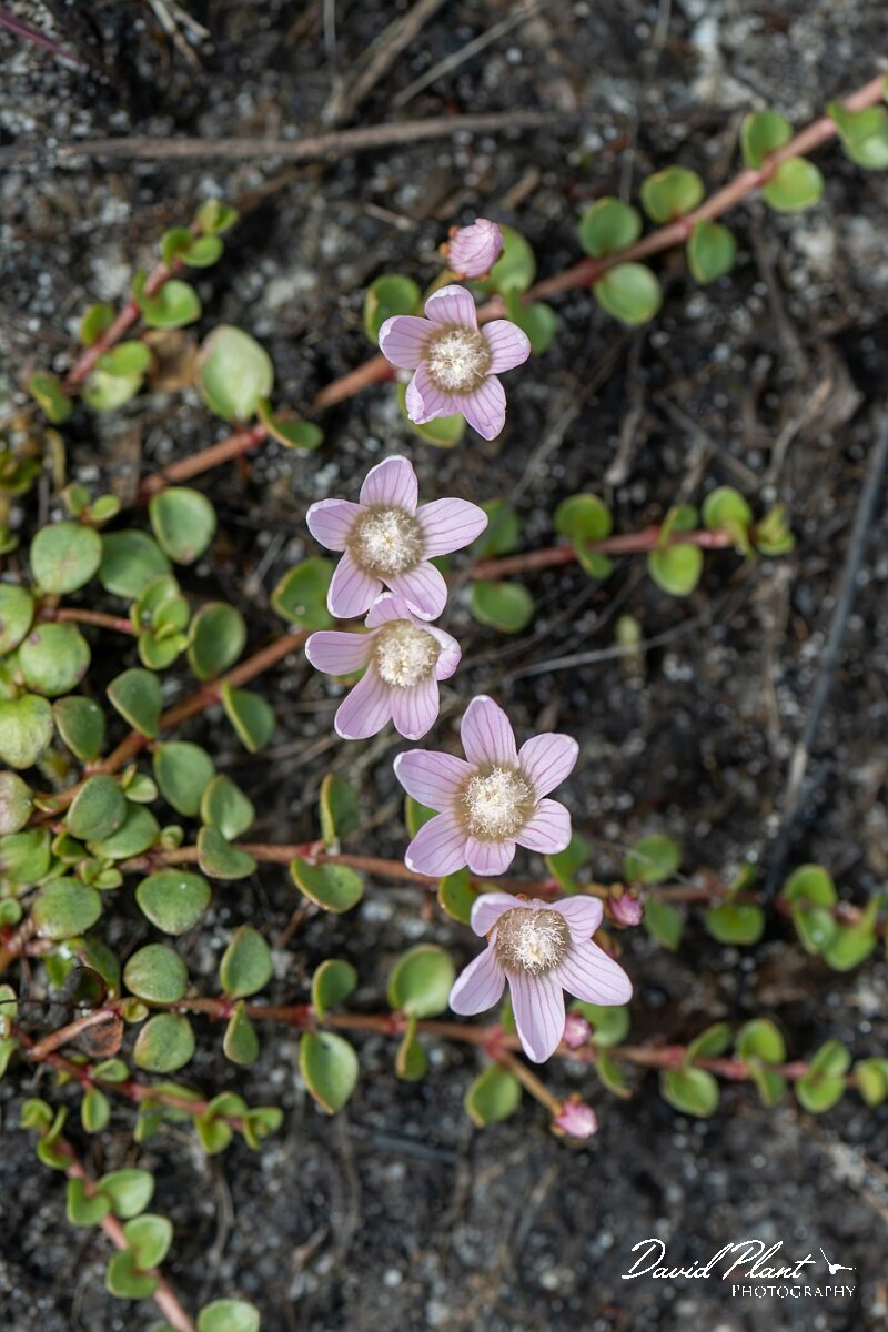David Plant Photography - Wildlife Photography - Bog pimpernel - E.jpg - Bog pimpernel, Lysimachia tenella - Dorset