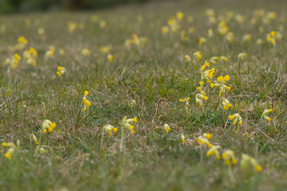 David Plant Photography - Wildlife Photography - Cowslip - E.JPG - Cowslip plants - Hampshire