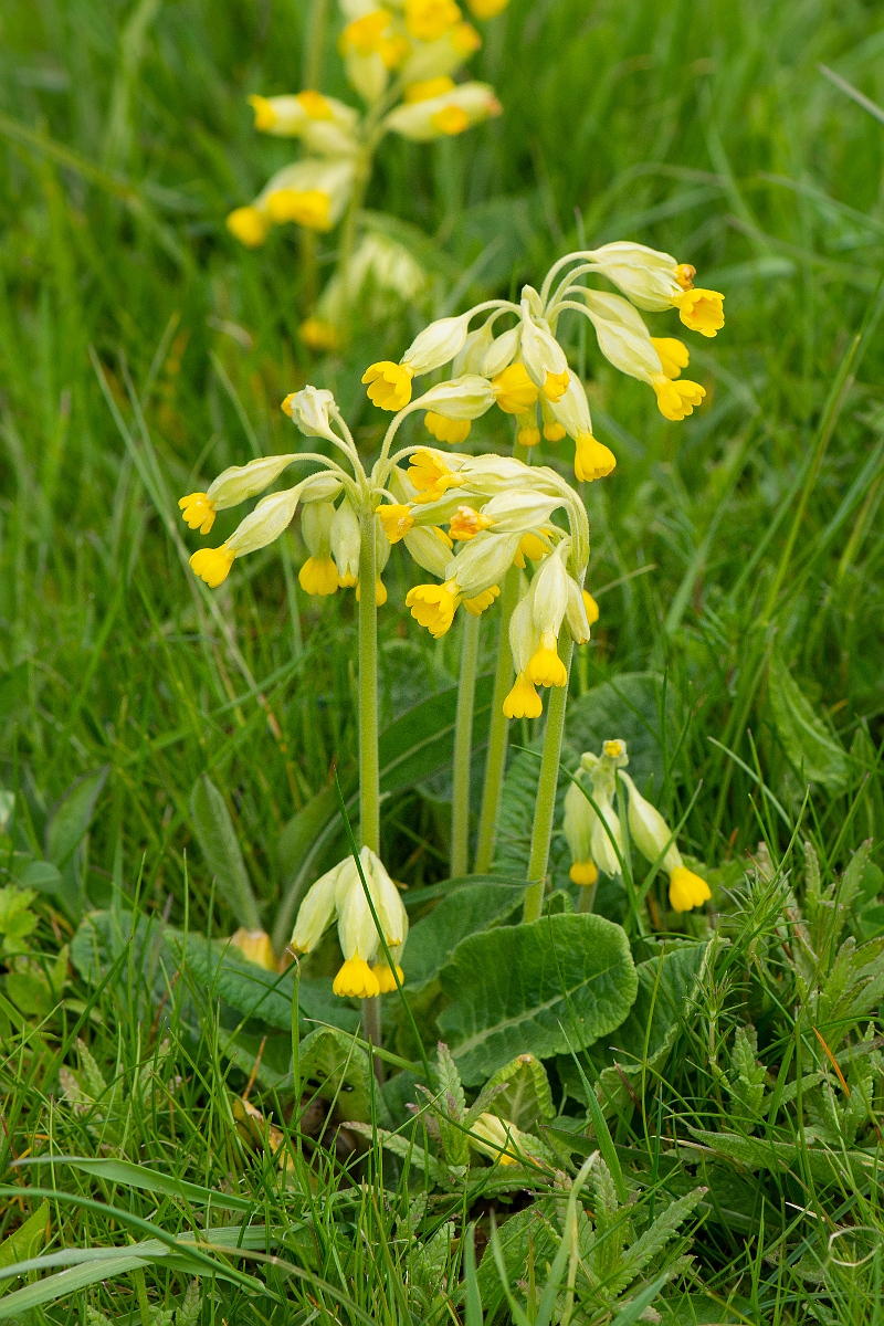 David Plant Photography - Wildlife Photography - Cowslip - I.JPG - Cowslip plant - Cambridgeshire